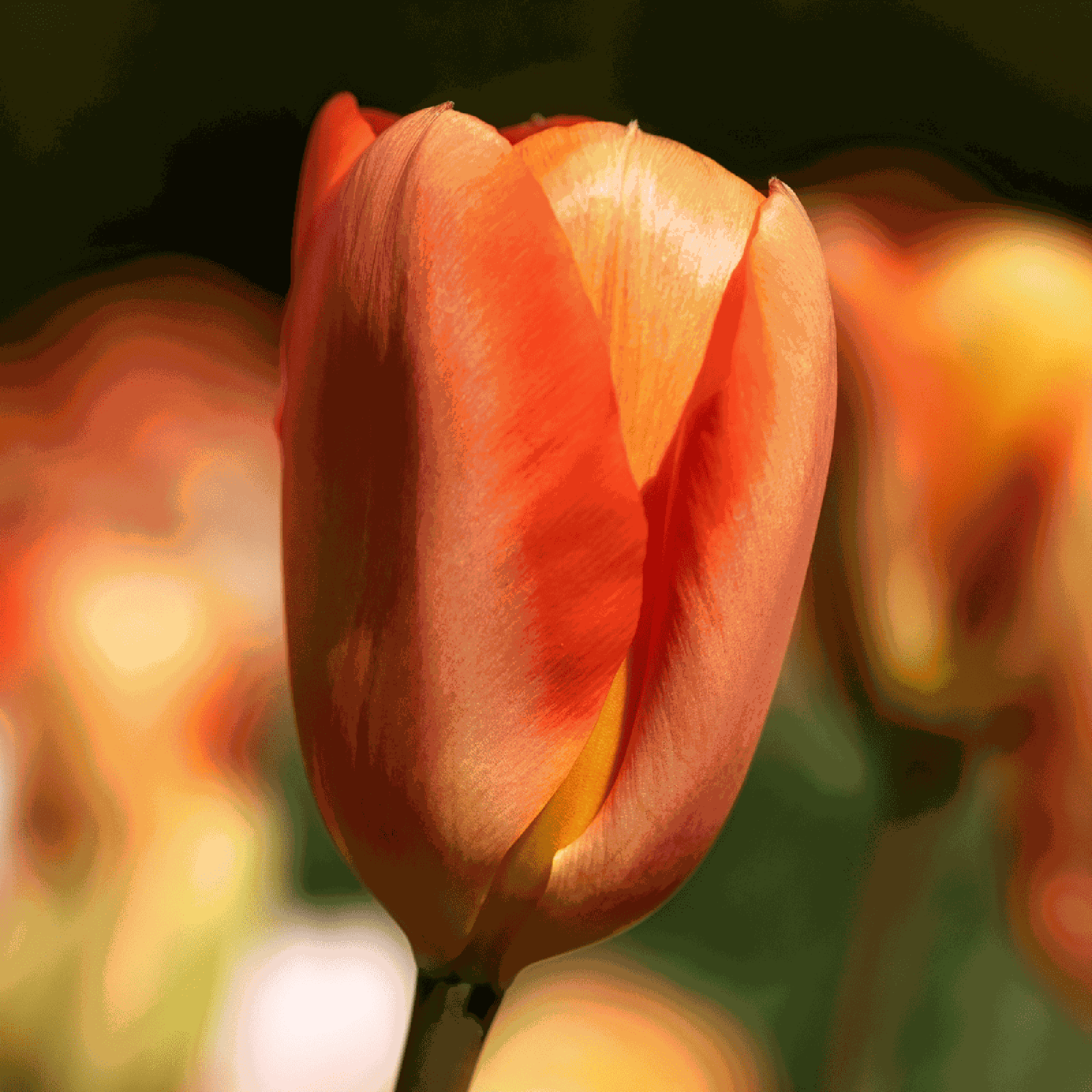 Tulpe 'Orange Emperor'